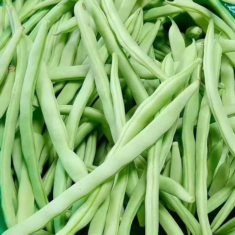 云南露天自种四季豆新鲜脆嫩多汁现摘现发发货 家常菜炒菜