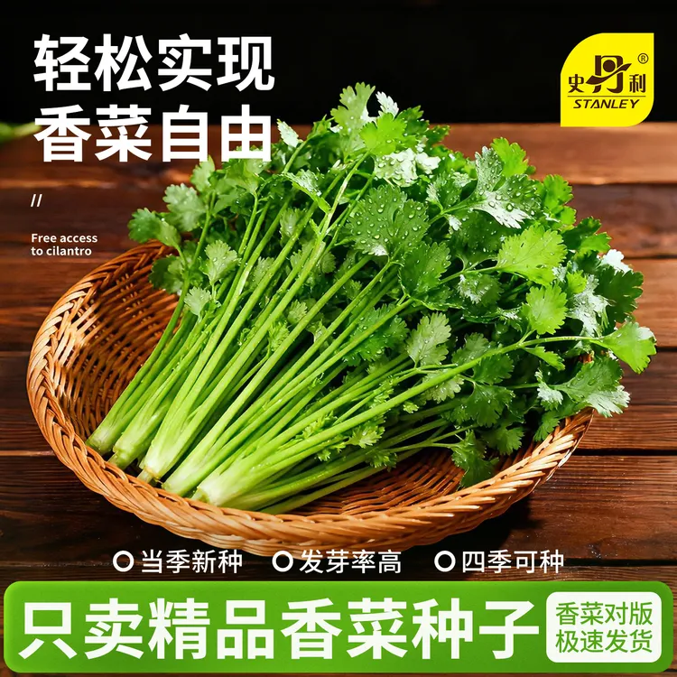 史丹利四季香菜种子芫荽阳台种菜秋冬蔬菜盆栽种籽孑菜籽籽种大全