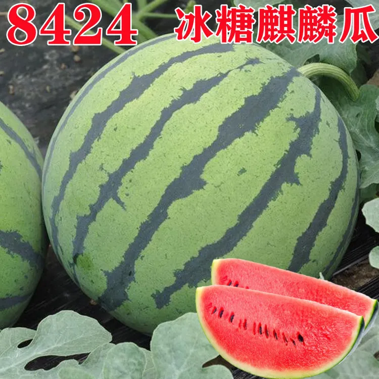 早佳8424麒麟西瓜种子脆甜多汁沙瓤薄皮西瓜种子农家小院蔬菜种子