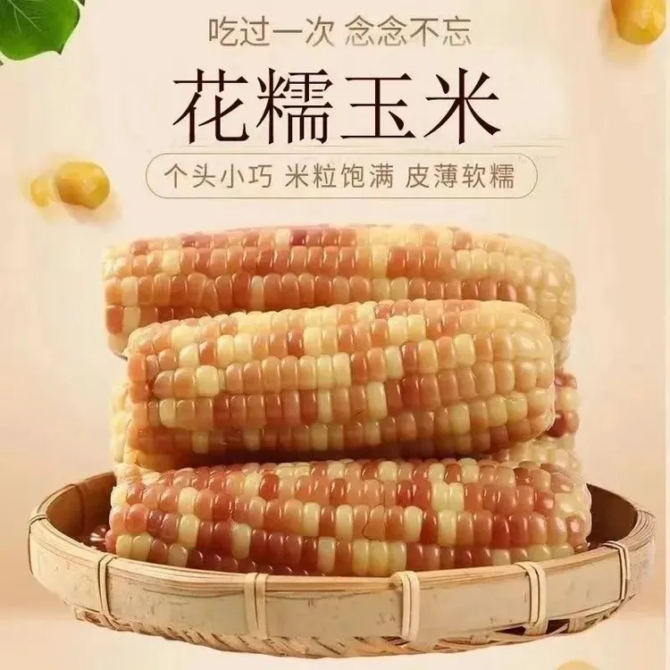 买一斤送半斤云南西双版纳香糯花糯玉米新鲜生态真空包装代餐粗粮
