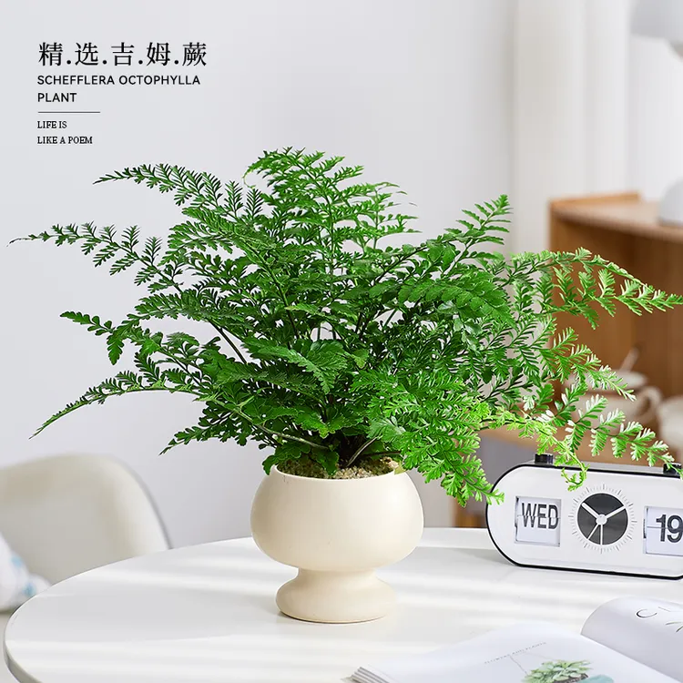 吉姆蕨盆栽蕨类植物懒人口室内办公室电视柜旁边绿植好养活四季