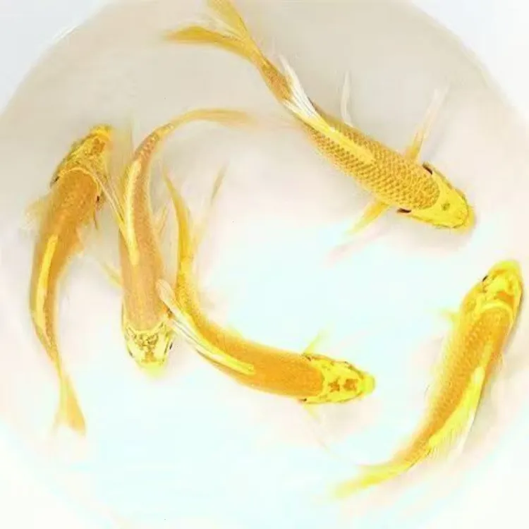 好冷水观赏鱼耐龙凤锦鲤批发养金鱼鲫活鱼草金锦活锦鲤鱼