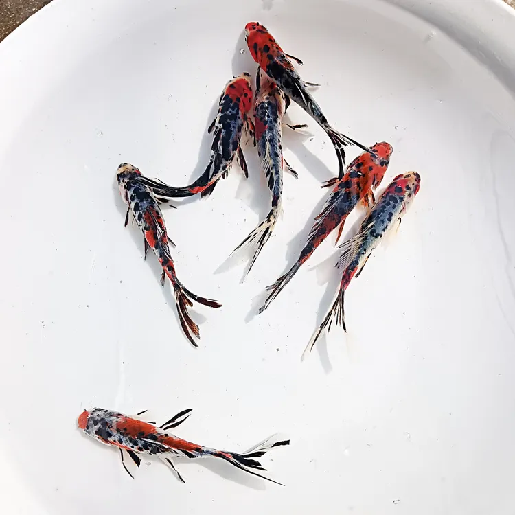观赏鱼五花兰花草金红色招财风水锦鲤耐活好养懒人长尾金鱼批发