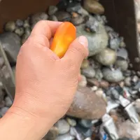 未镶嵌和田玉（糖玉）珠宝奇石