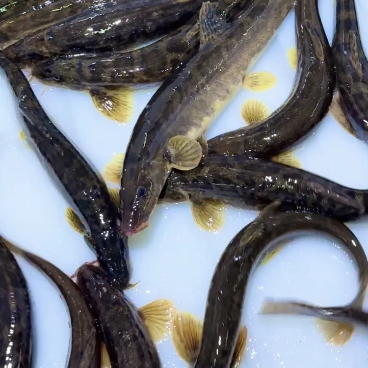 大号花泥鳅30条-40条一斤 保鲜顺丰发货