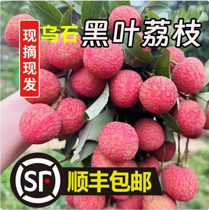 【乌石荔枝采摘节】麦园埔优选乌叶荔枝皮薄肉厚香甜顺丰京东包邮