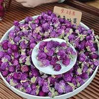 大理头采紫巧梅 花中紫宝石 冬青严选