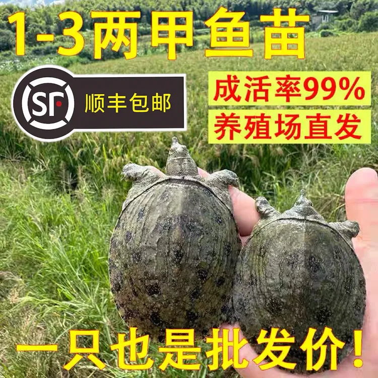 【1-8两外塘冷水甲鱼苗】养殖甲鱼鳖苗鲜活团鱼水鱼水产养殖包活