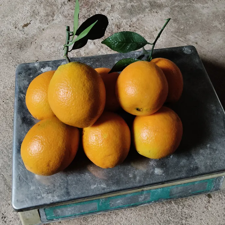 正宗赣南脐橙5斤大小混装试吃果现摘现发