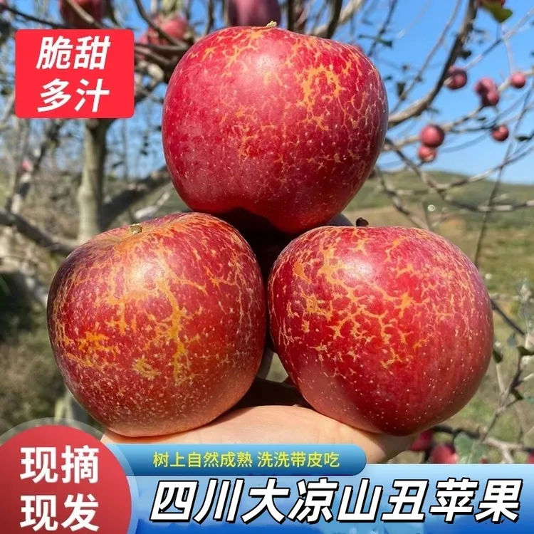 四川大凉山丑苹果当季新鲜果园水果盐源大凉山糖心丑苹果高山苹果