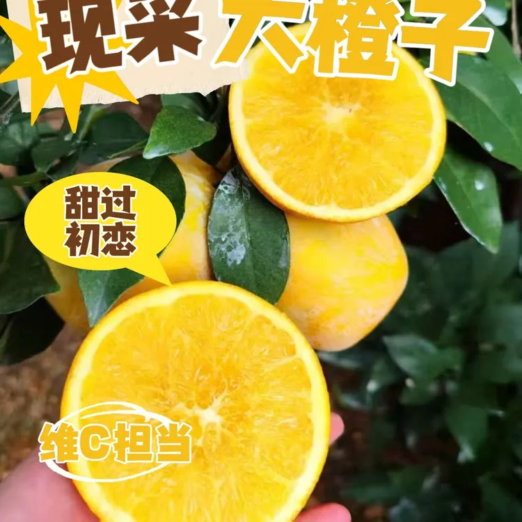 正宗江西赣南脐橙新鲜现摘先发当季水果产地直发橙子江西赣州