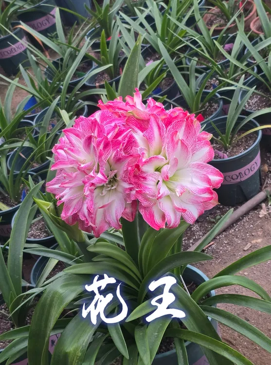 《花王》杂交朱顶红，国内精品，巨花瓣化好，朵朵并蒂爱生侧，5cm+开花