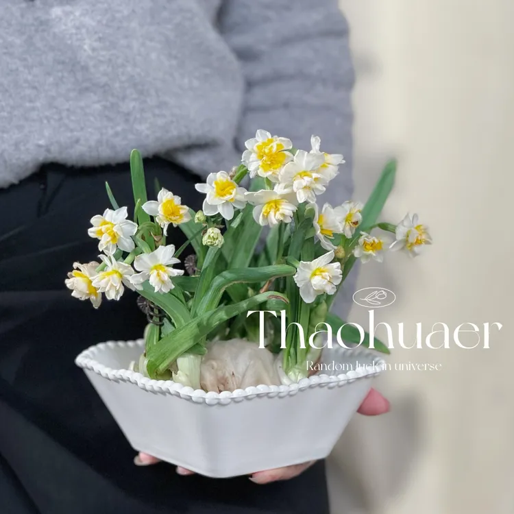 组合水仙花盆栽水养四季开花卉植物室内花绿植水培好养