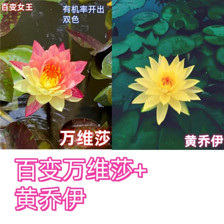 百变万维莎+黄乔伊耐寒四季开花水培养殖
