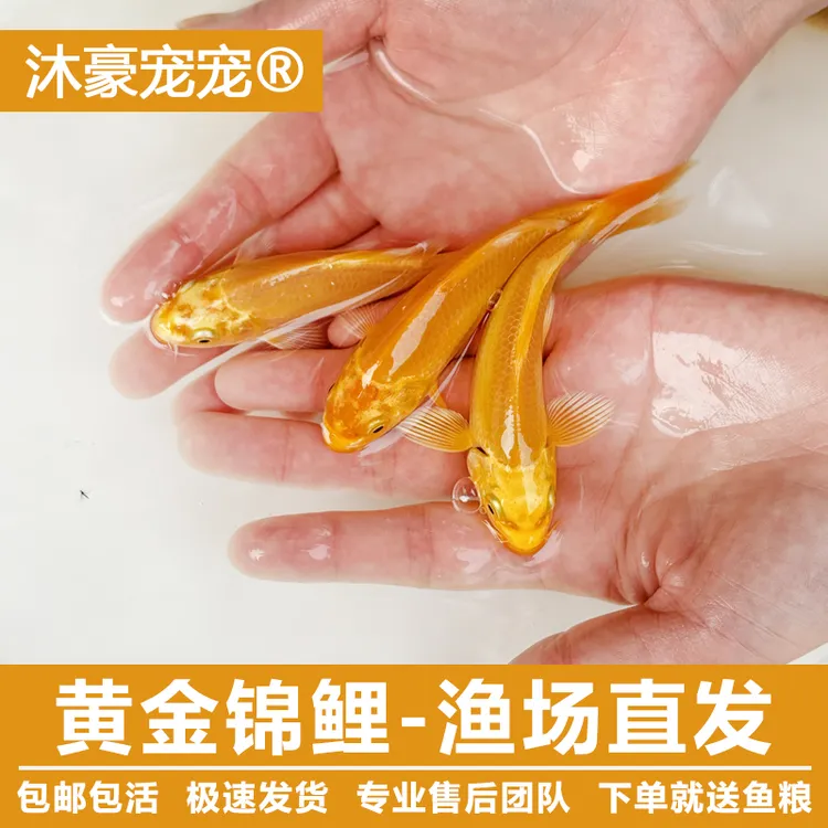 沐豪宠宠黄金锦鲤活鱼招财鱼金鱼活鱼冷水鱼鱼苗活体小金鱼观赏鱼