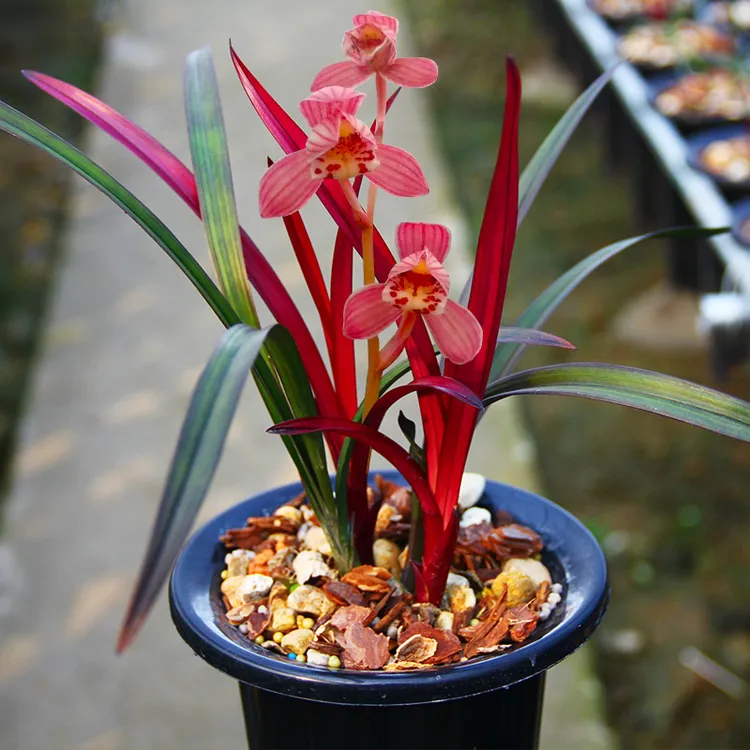 建兰铭品红草红荷室内好养易活开花浓香绿植盆景花卉兰花草