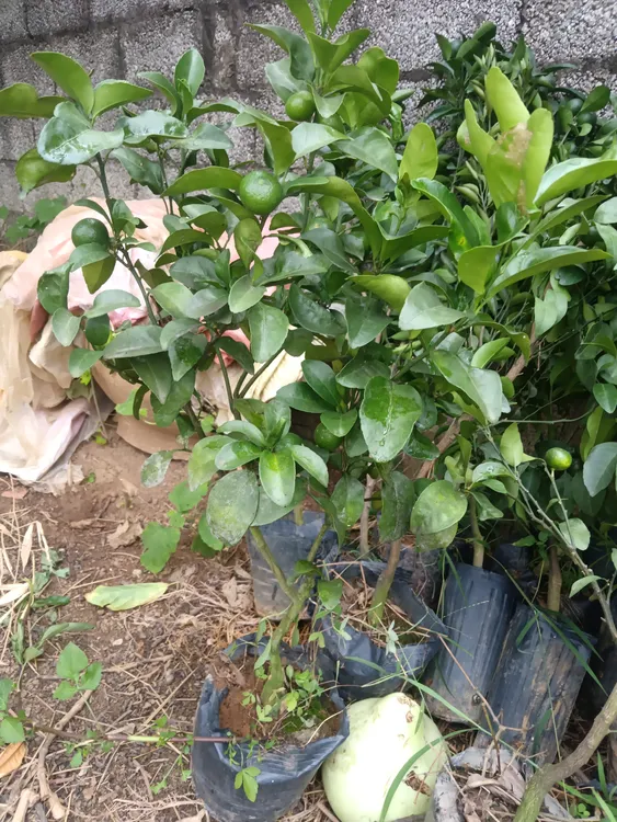 带土砂糖橘盆栽室内阳台办公好养