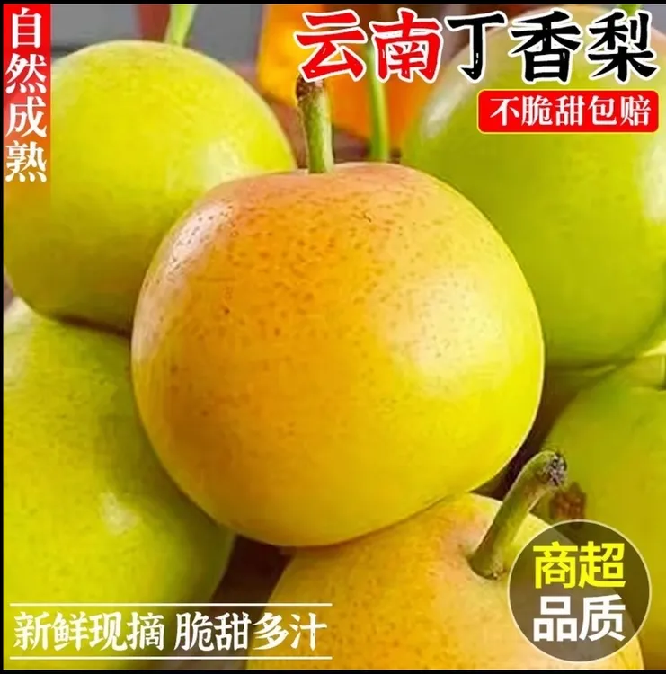 云南高山丁香梨 早白蜜纯甜多汁蜂糖梨 坏果包赔 