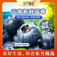 东方甄选自营云南蓝莓清甜细腻多汁当季新鲜水果时令生鲜坏果包赔
