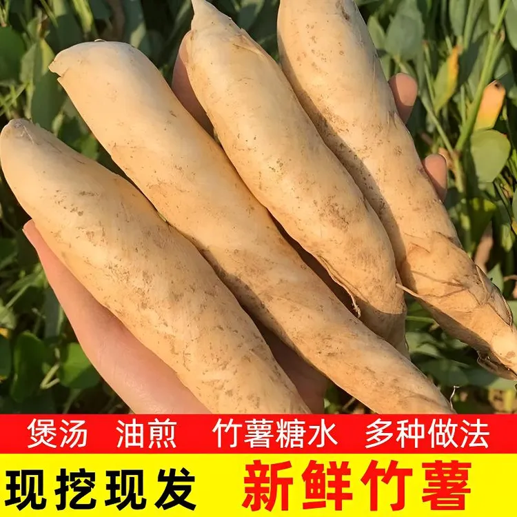 新鲜竹薯冬薯东京冬粉竹根自种现挖冬笋火锅煲汤凉粉竹芋食材