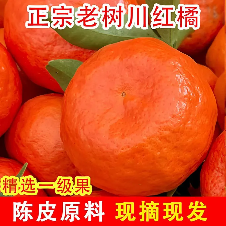 老树川红橘大红袍新鲜现摘可做陈皮水果罐头酸甜有籽水果古红橘