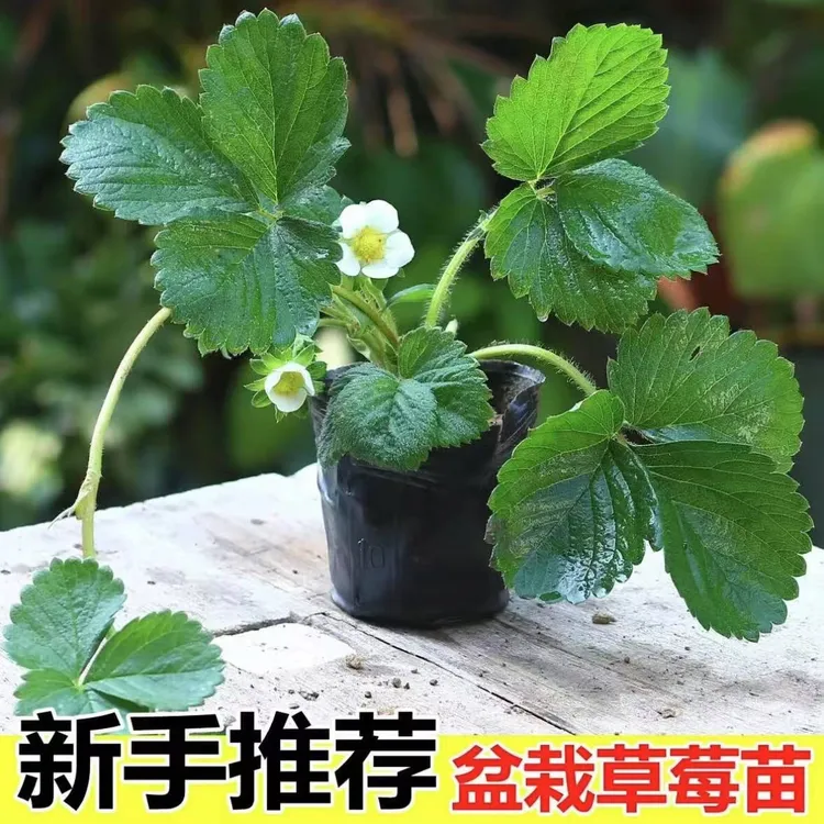 草莓苗四季阳台盆栽奶油红颜草莓带花带果南北方种植当年结果栽培