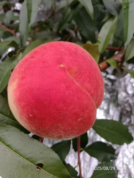 顺丰包邮大凉山新鲜雪桃脆甜多汁当季应季水果现摘包邮