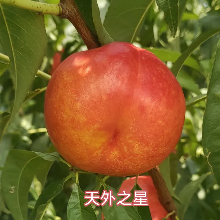 天外之星油蟠桃2棵