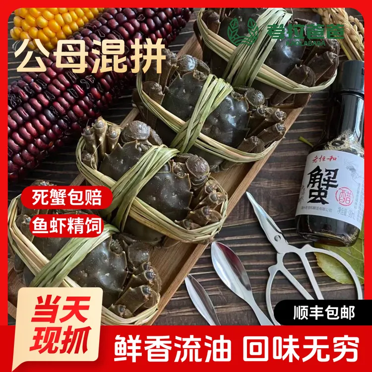 【活蟹】大闸蟹辽河蟹 公母组合 公4只（3.7-4两） 母4只（3.3-3.6两）