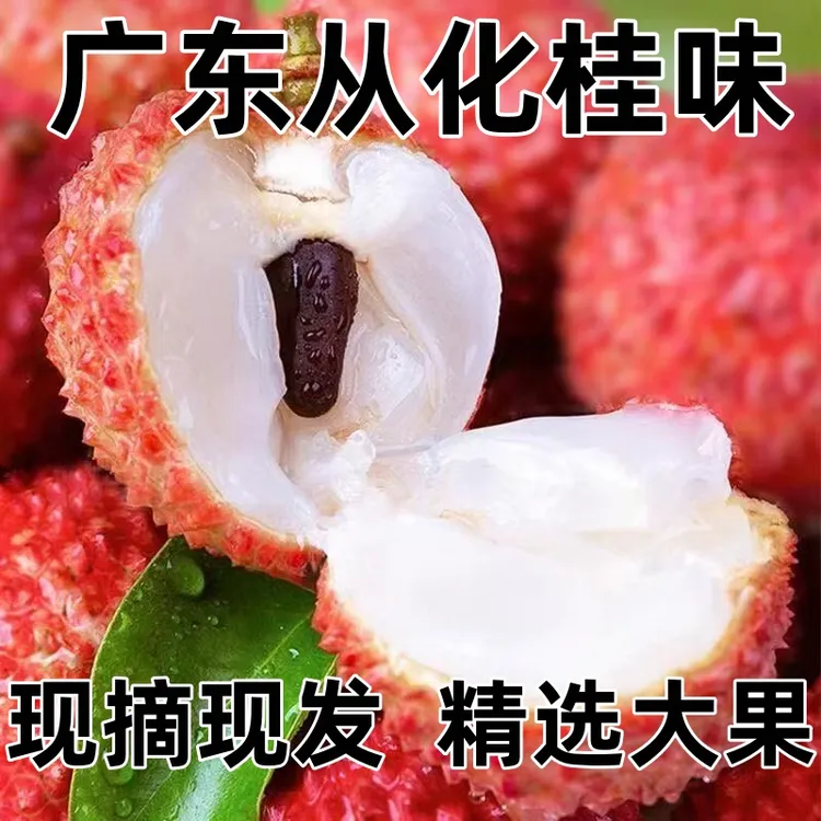 【大果】正宗广东从化桂味荔枝自家果园新鲜大果现摘冷链现发