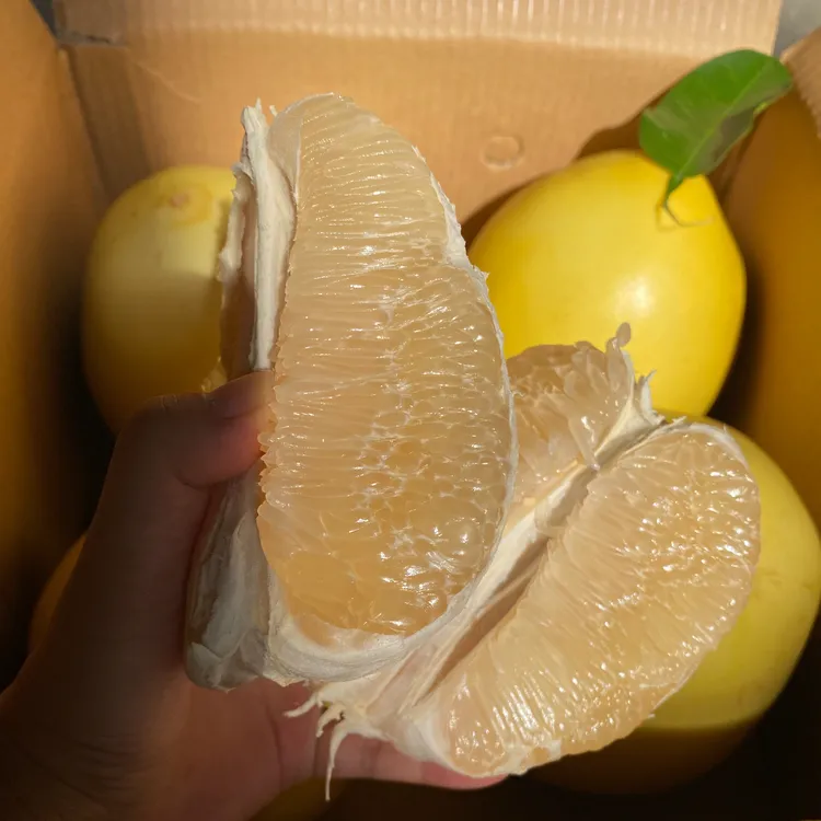 【头茬蜜柚】福建平和白心蜜柚当季新鲜水果酸甜适中柚园应季采摘