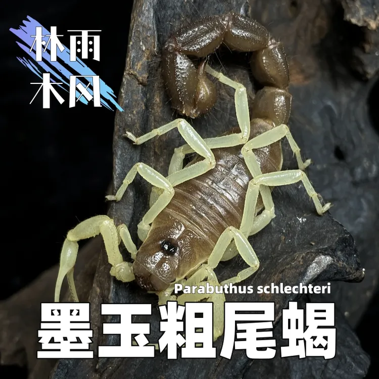 墨玉粗尾蝎Parabuthus schlechteri蝎中美玉南非荒漠环境宠物蝎子