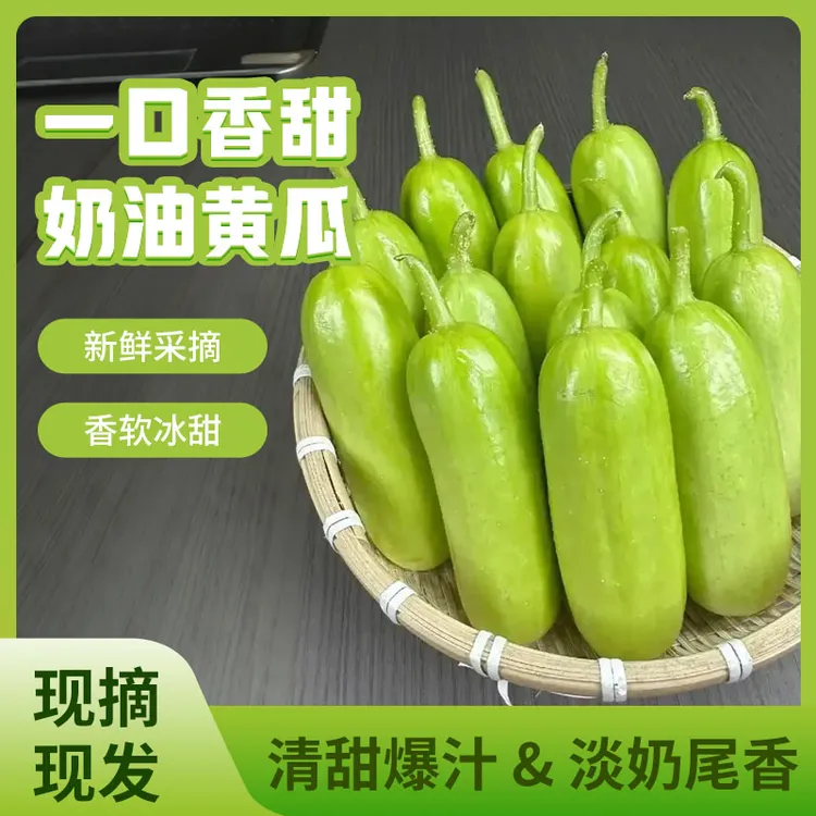 现摘现发山东玉女拇指黄瓜新鲜多汁清甜爽脆水果奶油黄瓜