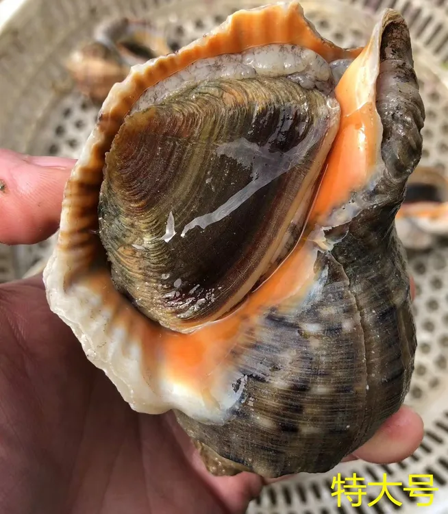 活鲜海螺海鲜新鲜海捕贝类水产顺丰快递