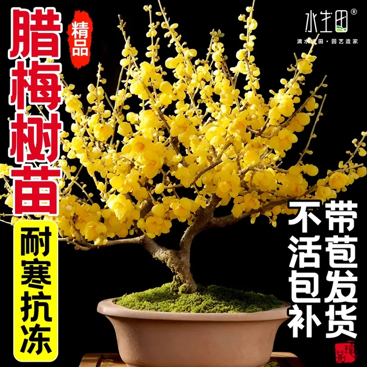 素心腊梅浓香型耐寒带花苞超长花期北方家居室内绿植盆栽腊梅花苗商品图
