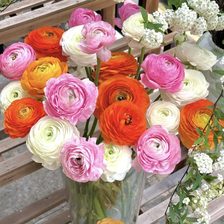 【洋牡丹10支】2单顺丰／一单普通  秋冬限定洋牡丹 0℃以下保温