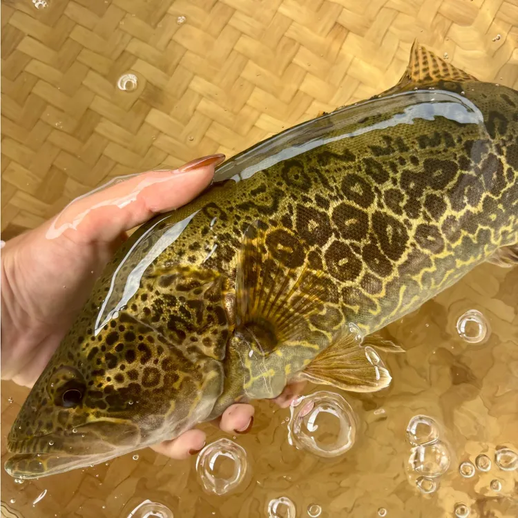 【智汇鱼】万绿湖水库斑桂-老虎斑桂-清蒸-观赏-全国新鲜包活到家