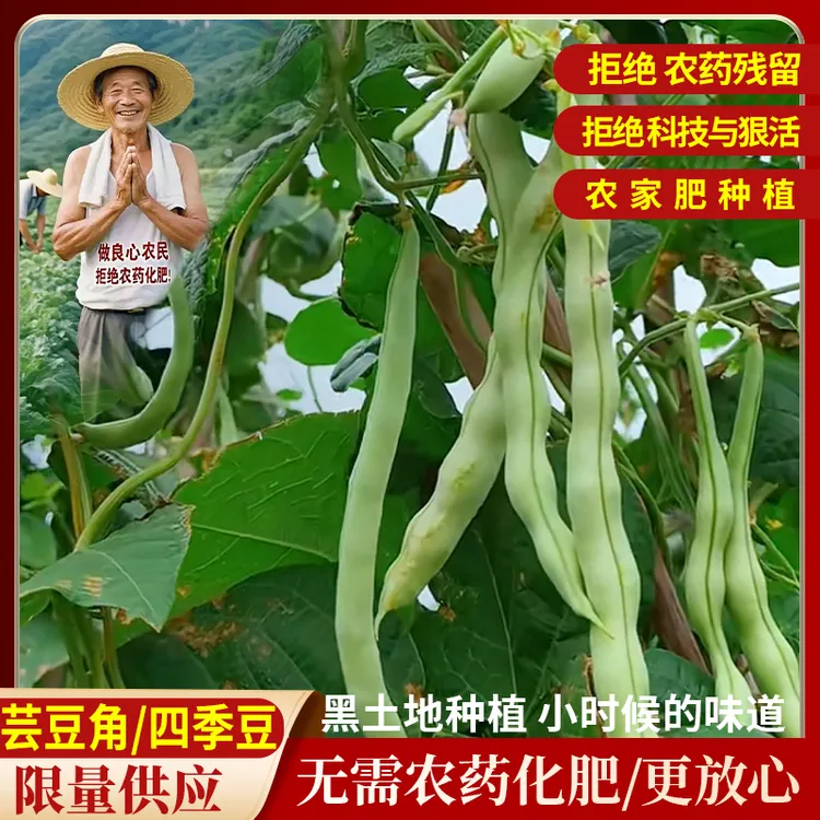 东北芸豆角四季豆白不老豆角新鲜脆嫩鲜甜当天采摘现摘现农家自种