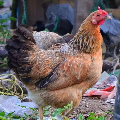 散养老母鸡肉质细嫩鲜美适合月子食用