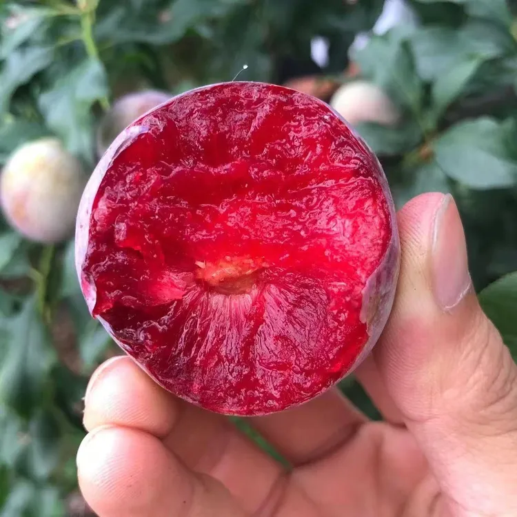 广西广东正宗红心三华李芙蓉李苹果李新鲜现摘酸甜脆口当季水果