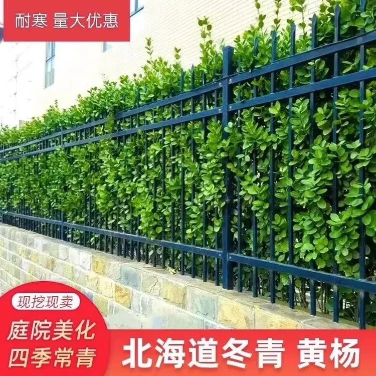 北海道黄杨苗四季常青耐寒可作庭院绿篱的围墙篱笆绿化植物