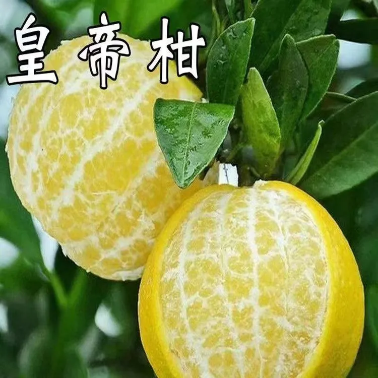 正宗皇帝柑树苗广西嫁接柑橘果树苗贡桔盆栽桔子南方种植当年结果