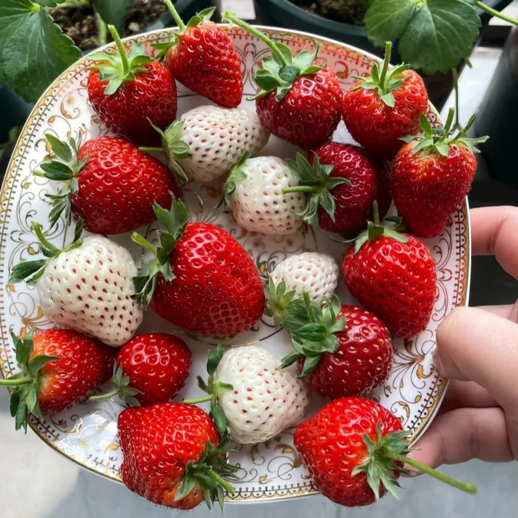 盆栽草莓秧苗奶油红颜章姬红白粉黑草莓苗阳台庭院楼顶菜园种植苗