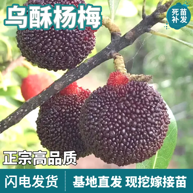 乌酥杨梅树苗南北方地栽庭院盆栽嫁接特大果甜杨梅果树苗当年结果