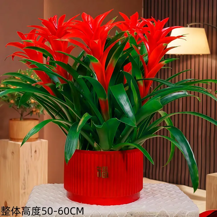 【鸿运当头五株桌面组合】室内客厅绿植盆栽四季开花美观成品发货