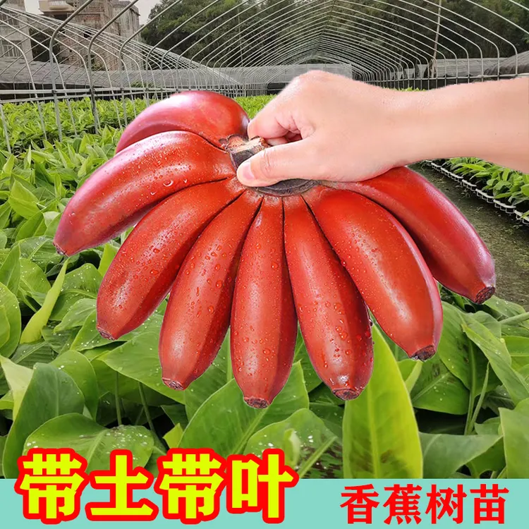 正宗红美人香蕉树苗带土带叶当年结果盆栽农业地栽果树苗南方种植
