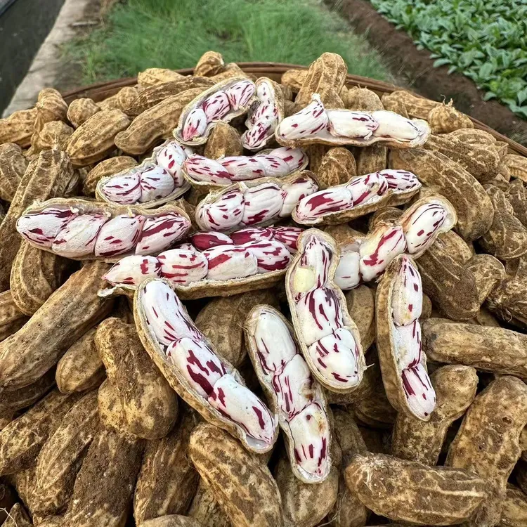【淋大妈】云南高原新鲜（湿）七彩花生 2斤/3斤装