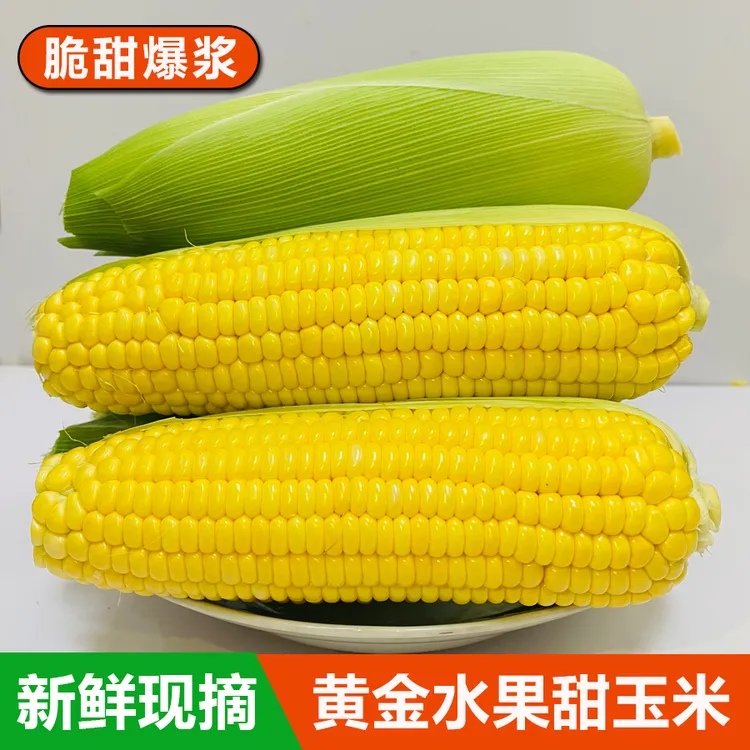 广西新鲜水果甜玉米脆甜水果玉米3斤5斤9斤新鲜带壳