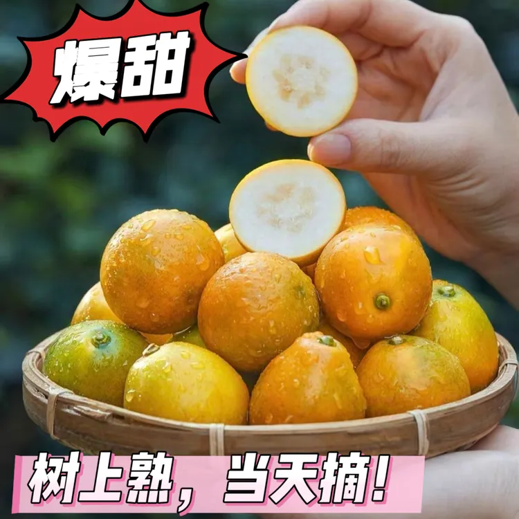 【开园福利】广西融安脆皮金桔2025新鲜应季无酸当季水果