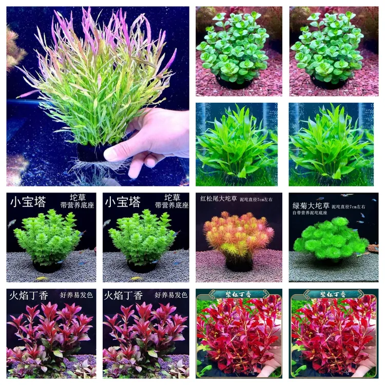 坨草合集【买5送一】 新手懒人水草  好养活植物草鱼缸造景净化水质
